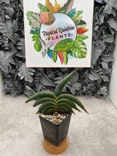 Sansevieria Rorida Green  (NO