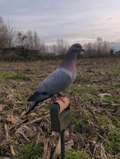 rulli elettrici caccia al