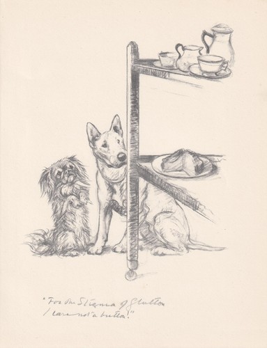 Stampa pechino bull - &, terrier