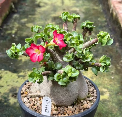 Vendita pianta rara adenium - pianta,