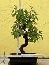 Joe Bonsai di Cotogne Pseudocydonia Sinensis Japan guscio 25 anni frutto + fiore