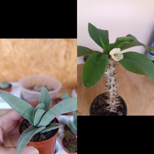 Euphorbia milli flor grande - flor,