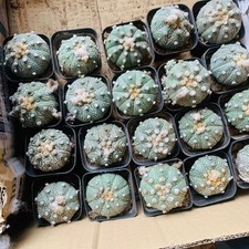 20 pezzi Astrophytum asterias WYSIWYG decorazione giardino boutique