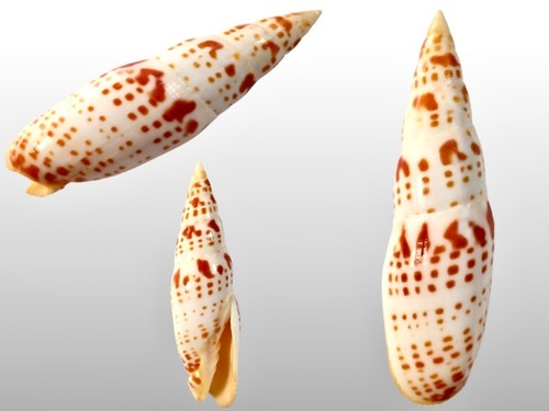Mitridae mitra - mitridae,, bohol