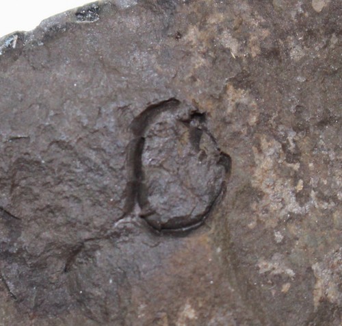 Cystoidea trochocystitoides - cystoidea,,