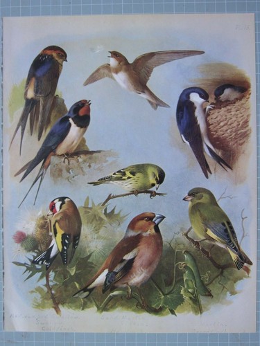 Bellissima stampa uccelli - bellissima,