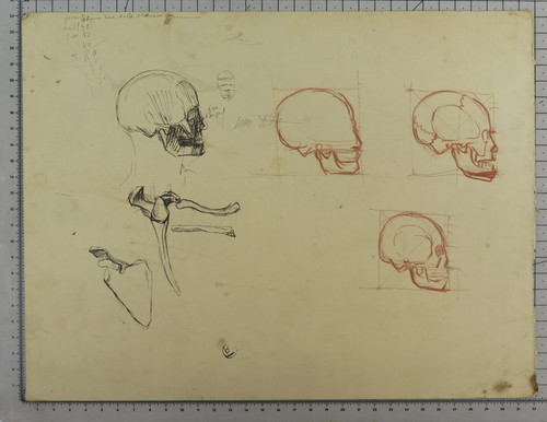 Disegno anatomico antico con - disegno,
