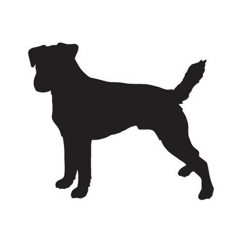 Parson jack russell terrier - jack,