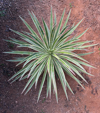YUCCA ALOIFOLIA MARGINATA -