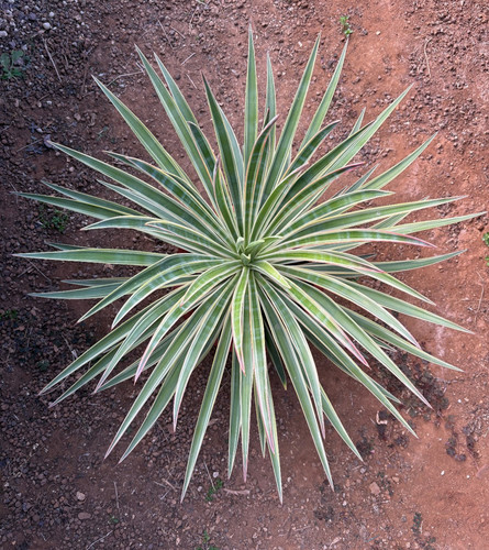 Yucca aloifolia marginata - yucca,