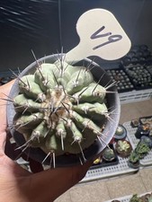 Copiapoa cinerea Dragon Claw