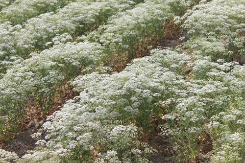 Anice pimpinella anisum 650 - anice,