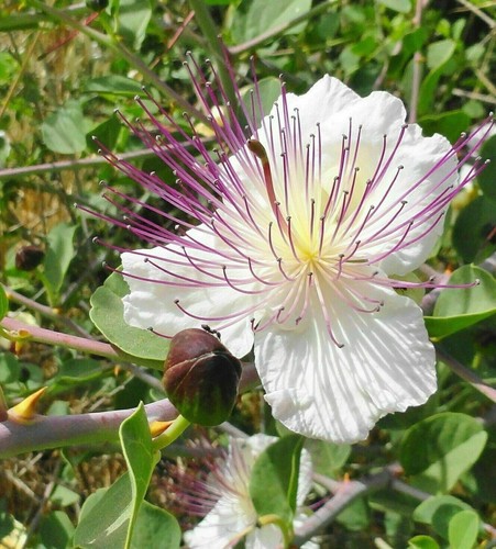 Capperi capparis spinosa 15 - capperi,,
