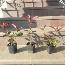 40 Piante di Photinia red