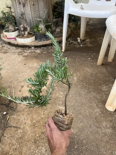 Rosmarino bonsai pre come - /pre, ..(