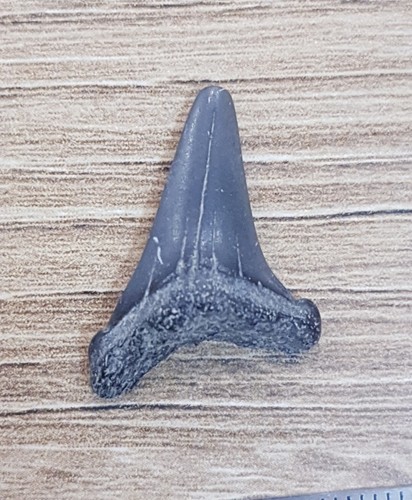 Otodus denti squalo - di,