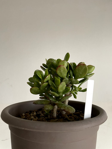 Crassula ovata albero - ovata, dei