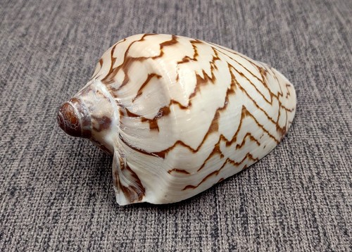 Noble volute seashell tan - volute,