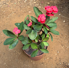 EUPHORBIA MILII ( FIORE FUCSIA) - PIANTA DA GIARDINO - VASO Ø14