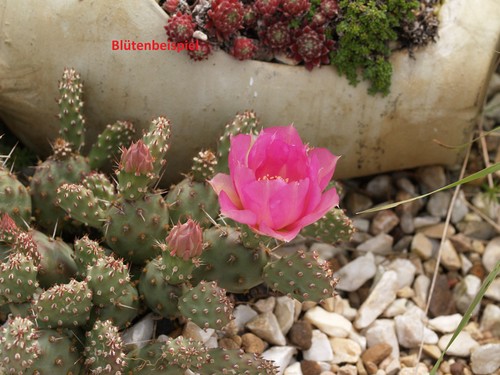 Opuntia fragilis var - ., denudata