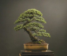 PINUS MUGO - SWISS MOUNTAIN