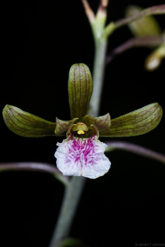 Rizomi vivi eulophia - rizomi,