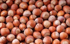 Nocciole con guscio di
