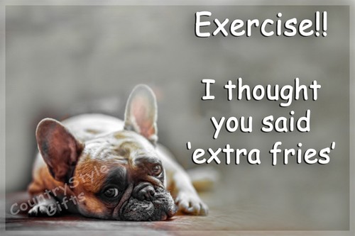 French bulldog pet dog - bulldog,