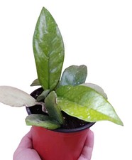 pianta vera di Hoya carnosa