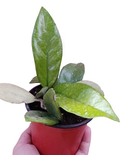 Pianta vera hoya - hoya, carnosa