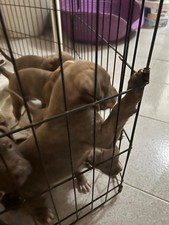 Cuccioli Di Cane Pitbull 