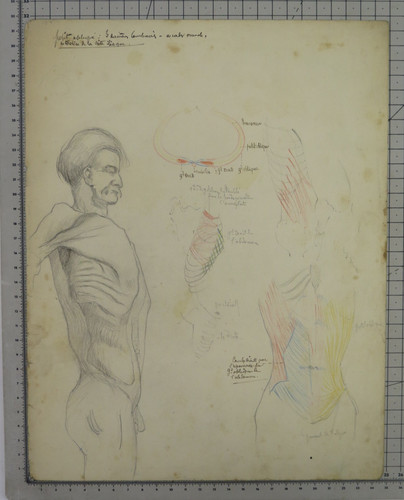 Disegno anatomico antico - disegno,