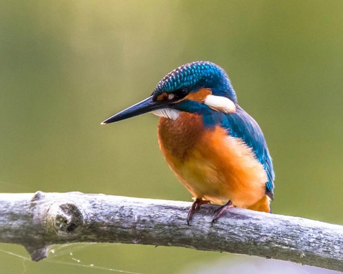 Poster kingfisher eurasiatico - poster,