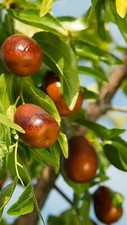 Pianta giuggio cinese lang - pianta,