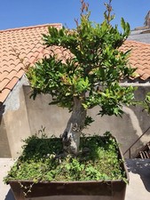 Bonsai melograno punica - melograno, (punica
