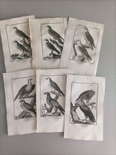 Inizi 800 Buffon LOTTO 6 TAVOLE Uccelli Rapaci