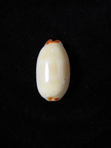 Sea shell cypraea isabella - shell,