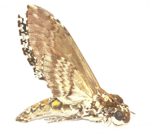 Lepidoptera sphingidae - lepidoptera,,