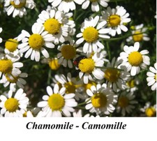 Semi Camomilla Camomilla