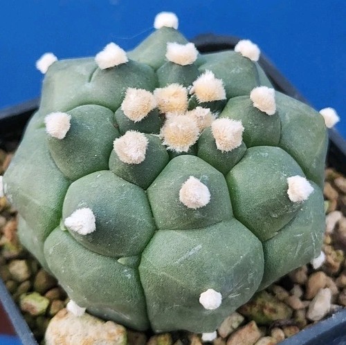 Astrophytum asterias nudum