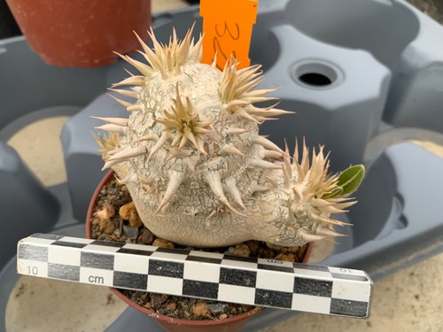 321 pachypodium eburneum - pachypodium,