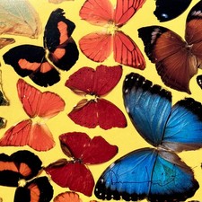Damien hirst butterfly 2008 - hirst,