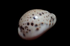 Tatskieshells - Cypraea tigris