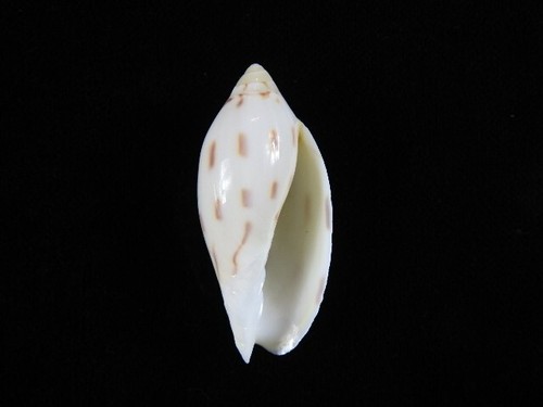 Sea shell amoria - sea,