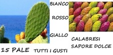 15 PALE PIANTA FICO D'INDIA FICHI FRUTTI BIANCHI ROSSI GIALLI OPUNTIA FICUS 