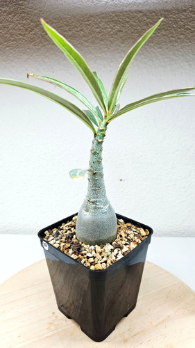 Adenium somalense tanzania - adenium,
