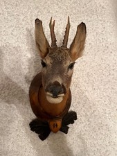 Testa Di Cervo Imbalsamata