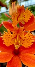 Epidendrum sunset glow pianta - sunset,