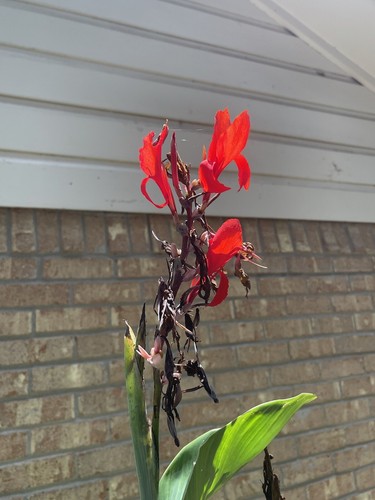 Giant red king canna - giant,
