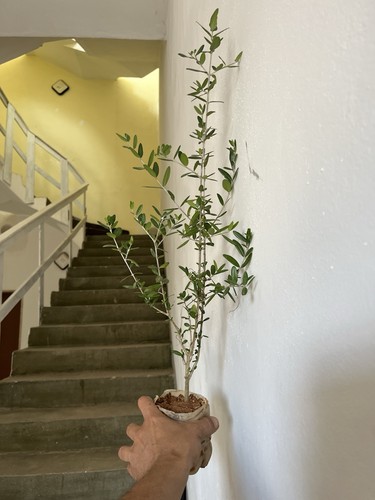 Bonsai olivastro pianta - olivastro, .pianta